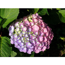 Hortensja Bouquet Rose ogrodowa 2L
