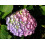 Hortensja Bouquet Rose ogrodowa 2L 1