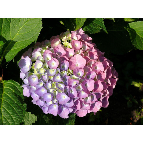 Hortensja Bouquet Rose ogrodowa 2L