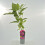 Hortensja Bouquet Rose ogrodowa 2L 2