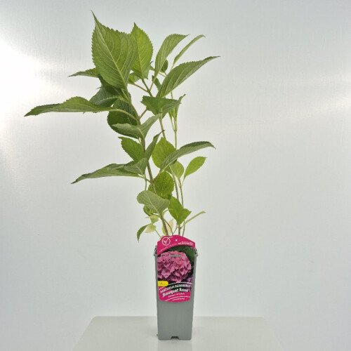 Hortensja Bouquet Rose ogrodowa 2L 1