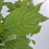 Hortensja Bouquet Rose ogrodowa 2L 4