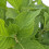 Hortensja Bouquet Rose ogrodowa 2L 3