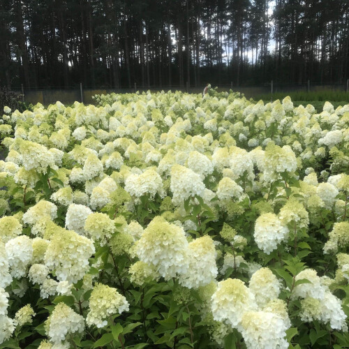 Hortensja bukietowa kremowożółta 2L 2
