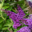 Buddleia Davidii Butterfly Candy  Little Purple PBR 2l 1