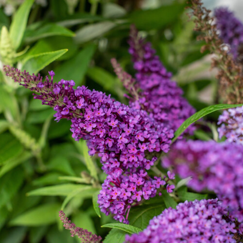 Buddleia Davidii Butterfly Candy  Little Purple PBR 2l