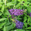 Buddleia Davidii Butterfly Candy  Little Purple PBR 2l 2