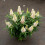 Buddleia Davidii Butterfly Candy  Little White PBR 2l 1