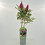 Budleja Dawida Butterfly Candy  Little Ruby PBR 2l 2