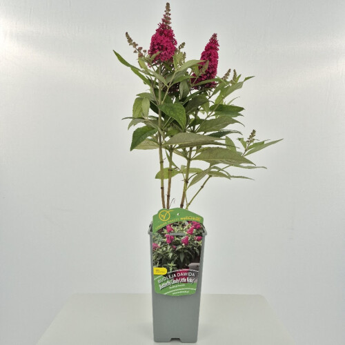 Budleja Dawida Butterfly Candy  Little Ruby PBR 2l 1