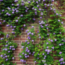 Amerikanischer Blauregen Longwood Purple 1L