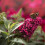 Schmetterlingsflieder Butterfly Candy  Little Ruby PBR 2l 5