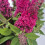Budleja Dawida Butterfly Candy  Little Ruby PBR 2l 4