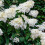 Hortensja bukietowa Grandiflora 2L 1
