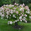 Hortensja bukietowa Grandiflora 2L 3