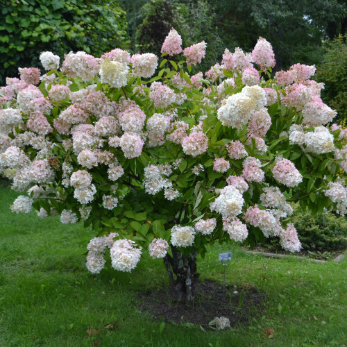 Hortensja bukietowa Grandiflora 2L 2