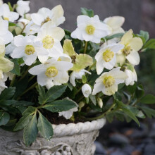 Schneerose Advent Star 1L