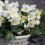 Schneerose Advent Star 1L 1