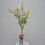 Hortensja bukietowa Grandiflora 2L 2