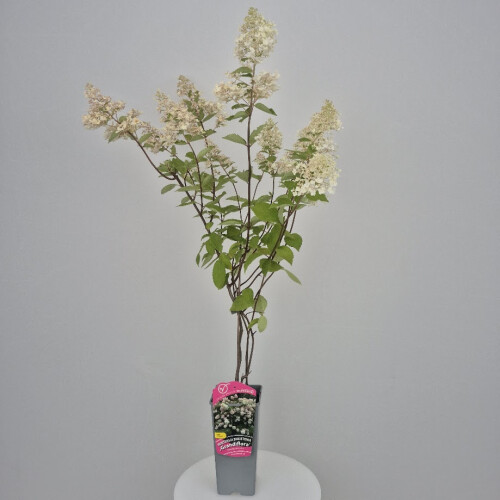 Hortensja bukietowa Grandiflora 2L 1