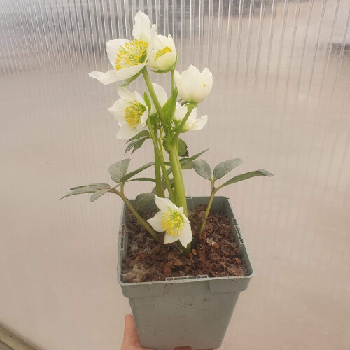 Schneerose Advent Star 1L 1