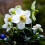 Schneerose Advent Star 1L 3