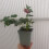 Elleboro orientale Double Ellen Picotee 1L 2