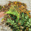 Râteau De Jardin Pour Aérer Sol Cultiver Fleurs 4