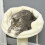 PawHut PawHut 83cm Cat Tree Tower with Scratching Post, Kitten Bed, Toy, Cream 8