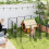 PawHut Parque para Perro Negro 204 x 204 x 100 cm 2