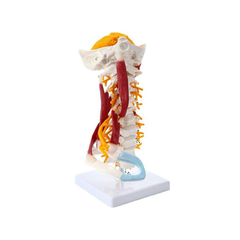 Tlily 1:1 Life Size Cervical Vertebrae Vertebral Body Cervical Spine Nerve Model Human Anatomy Spinal Cord Cervical Vertebrae