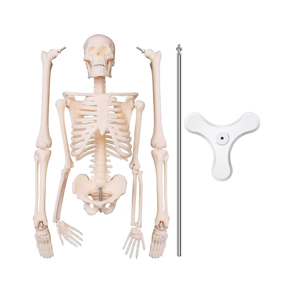 45CM Anatomie Humaine Anatomie Modèle Squelette Affiche MéDicale Learn Aid Anatomie Modèle Squelette Humain