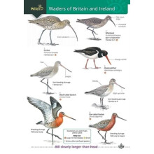 Wader of Britain and Ireland by Keith Offord Paperback Book
