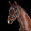 (Cob, Brown) Collegiate Comfitec Vogue Leather Horse Bridle 2