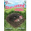 Starnosed Mole by Dom Conlon Paperback Book 1