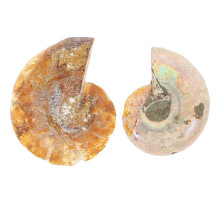 20Pièces Ornements Ammonite Fossile Colorés Jouets Éducatifs