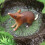 6Pcs Plastic Animal Model Toys Assorted Color for Teaching Kids 10