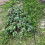 1Ensemble Protection Hivernale Pour Plantes Robustes ABS 3