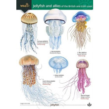 Jellyfish and allies of the British and Irish Coast by Rebekah Trehern