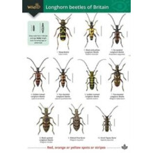 Guide to longhorn beetles of Britain by Katy Potts Paperback Book