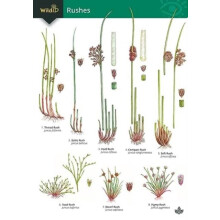 Guide to rushes by Hilary Wallace Paperback Book