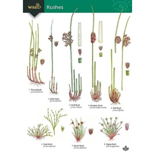 Guide to rushes by Hilary Wallace Paperback Book