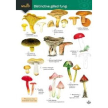 Distinctive gilled fungi by Rebecca FarleyBrown Paperback Book