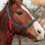 2Pièces Cheval Anti-Usure Licol Portable Usage Pro 2