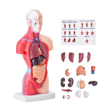 VEVOR Human Body Model, 15 Parts 11 inch, Human Torso Anatomy Model Anatomical Skeleton Model with Removable Organs, Educational Teaching Tool for St