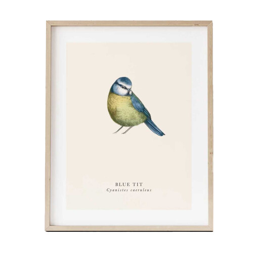 (40cm x 40cm, Multicoloured) Tall Boy Prints Blue Tit Print