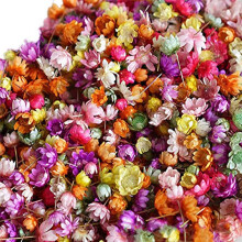 1420Pcs Pressed Real Dried Flowers Leaves for Epoxy Resin Jewelry Making Nail DIY