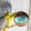 Bird Nest, Natural Coconut Parakeet Breeding Nest 1