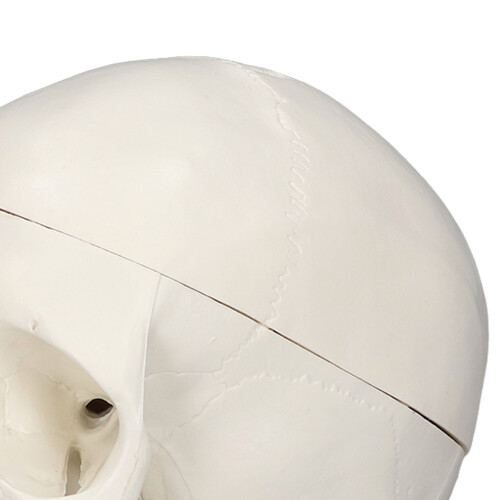 1:1 Human Skull PVC Model Removable for Anatomy Learning Course 2