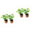 4Pcs Miniature Mini Potted Plants Artificial Tiny House Decorations 5